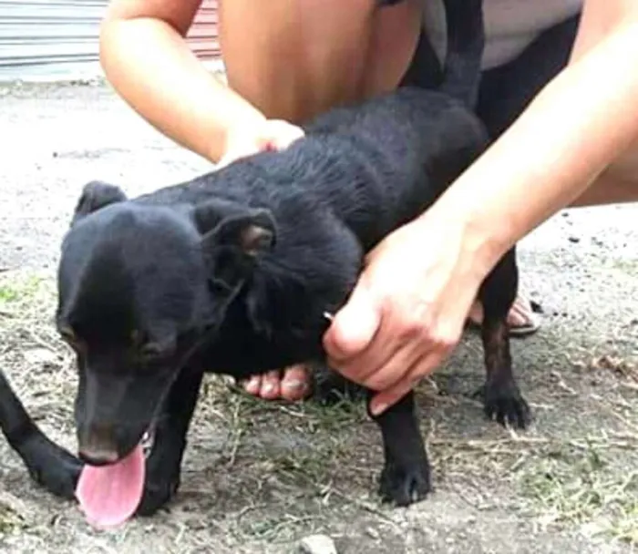 Cachorro ra a  idade 7 a 11 meses nome Tina ou Teka