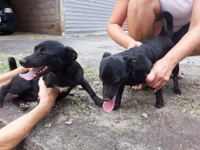 Cachorro ra a  idade 7 a 11 meses nome Tina ou Teka