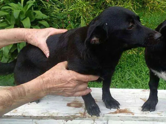 Cachorro ra a  idade 7 a 11 meses nome Tina ou Teka