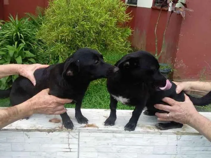 Cachorro ra a  idade 7 a 11 meses nome Tina ou Teka