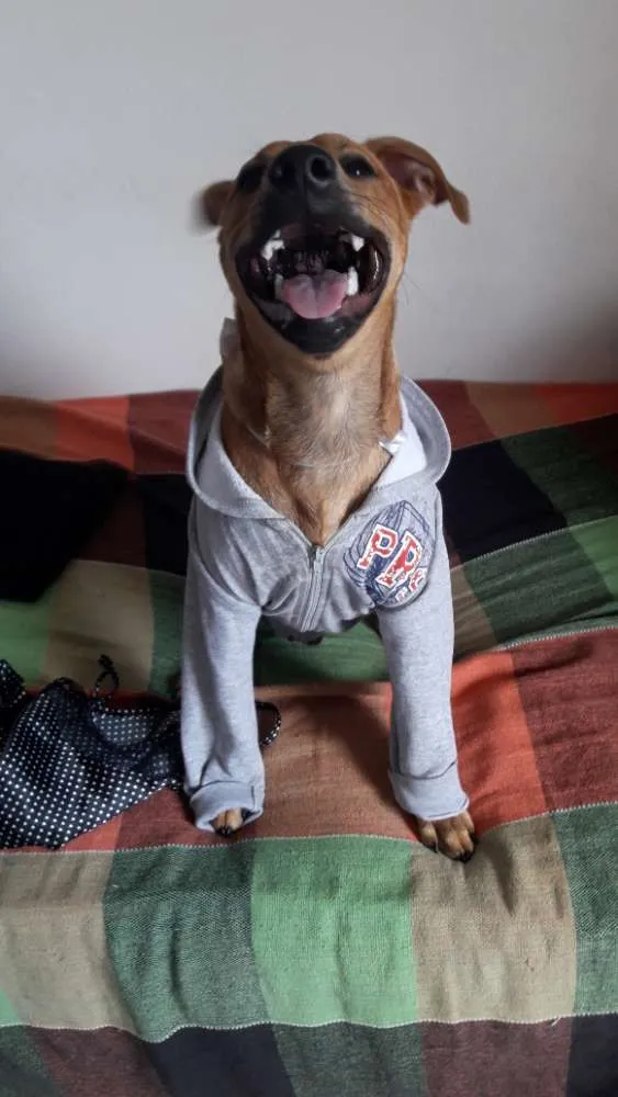 Cachorro ra a SRD idade 7 a 11 meses nome Sansão 