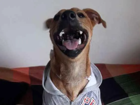 Cachorro ra a SRD idade 7 a 11 meses nome Sansão 