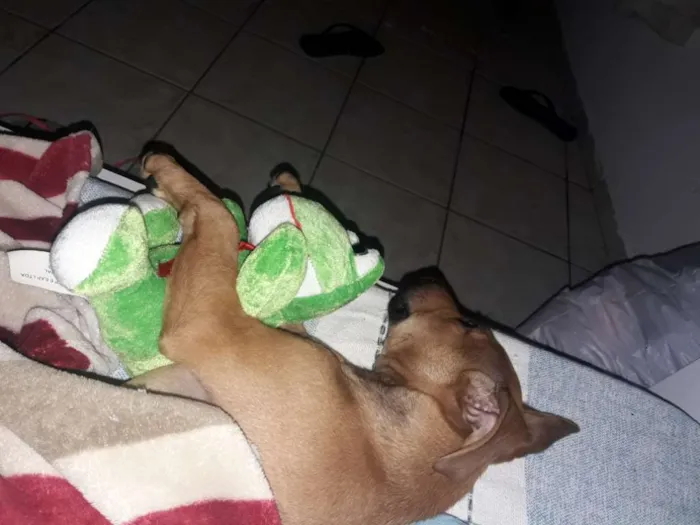 Cachorro ra a SRD idade 7 a 11 meses nome Sansão 