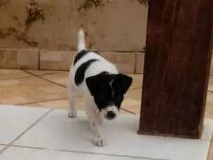 Cachorro ra a Vira-lata idade 2 a 6 meses nome Loula