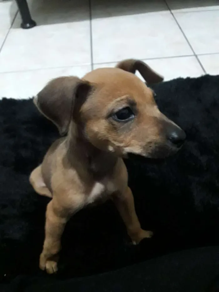 Cachorro ra a SRD idade 7 a 11 meses nome Sansão 