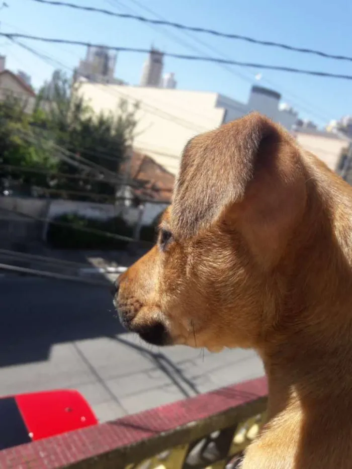 Cachorro ra a SRD idade 7 a 11 meses nome Sansão 
