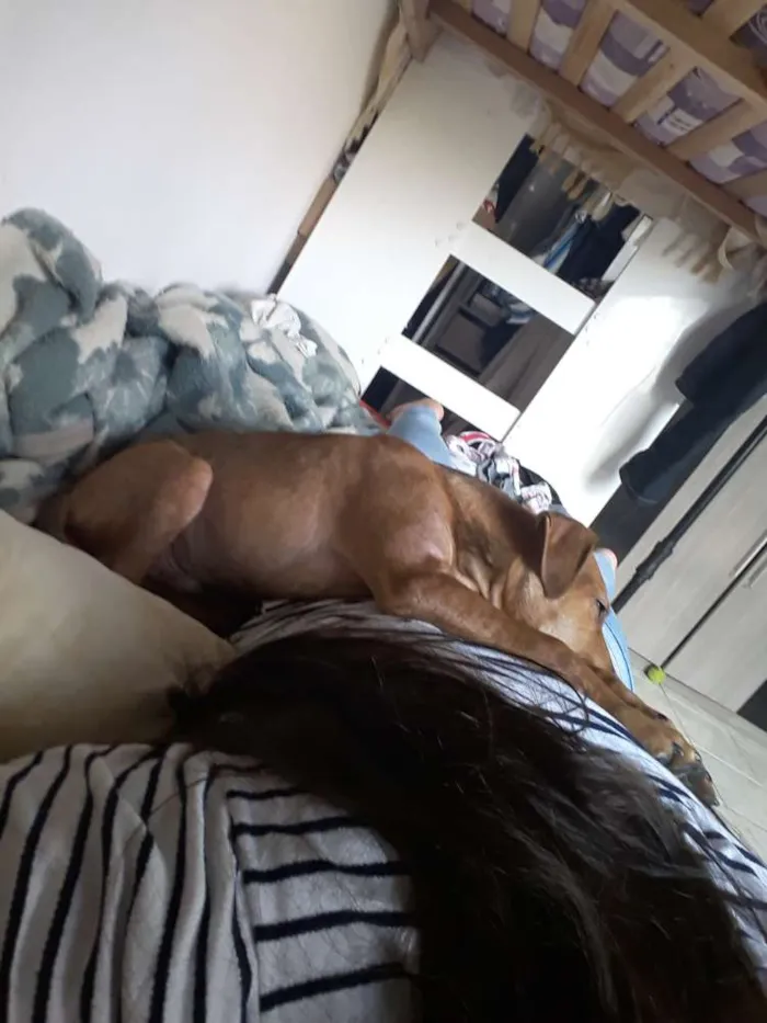 Cachorro ra a SRD idade 7 a 11 meses nome Sansão 