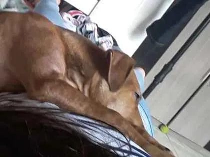 Cachorro ra a SRD idade 7 a 11 meses nome Sansão 