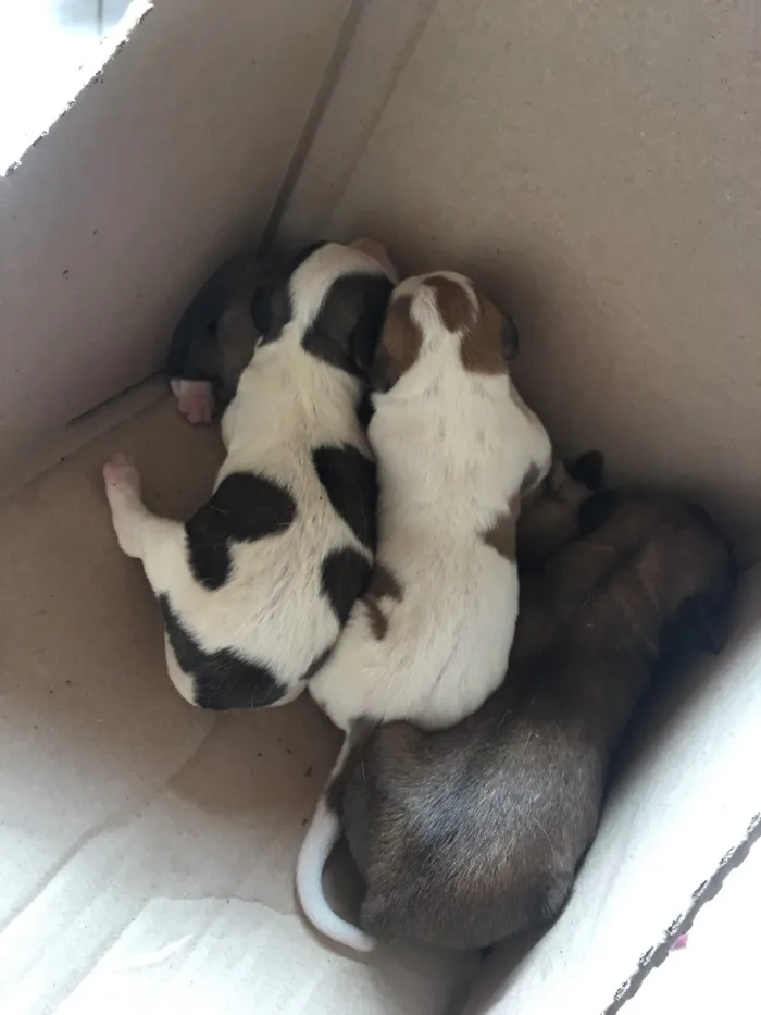 Cachorro ra a Sem raça definida  idade Abaixo de 2 meses nome Winderson 