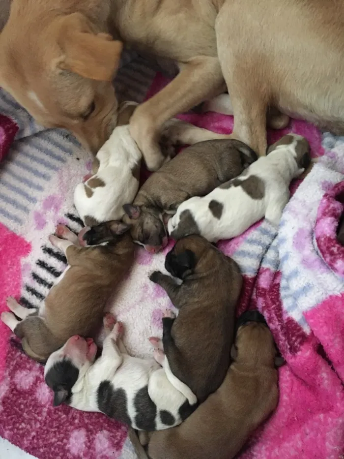 Cachorro ra a Sem raça definida  idade Abaixo de 2 meses nome Winderson 
