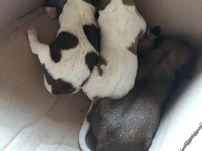 Cachorro ra a Sem raça definida  idade Abaixo de 2 meses nome Winderson 