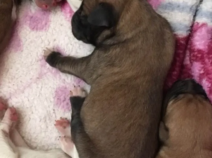 Cachorro ra a Sem raça definida  idade Abaixo de 2 meses nome Winderson 