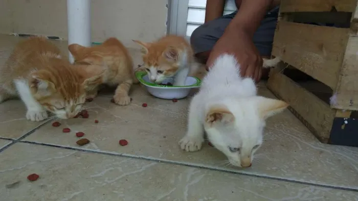 Gato raça Gato comum idade 2 a 6 meses nome Sem nome (Filhotes)