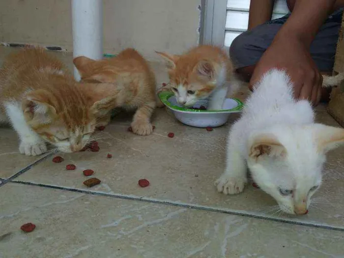 Gato raça Gato comum idade 2 a 6 meses nome Sem nome (Filhotes)