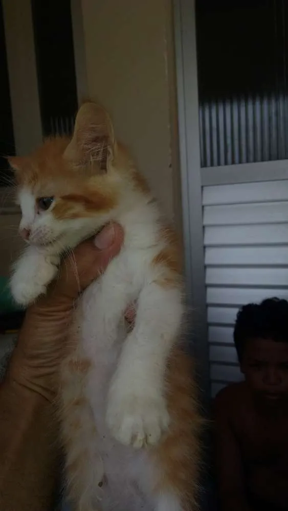 Gato raça Gato comum idade 2 a 6 meses nome Sem nome (Filhotes)