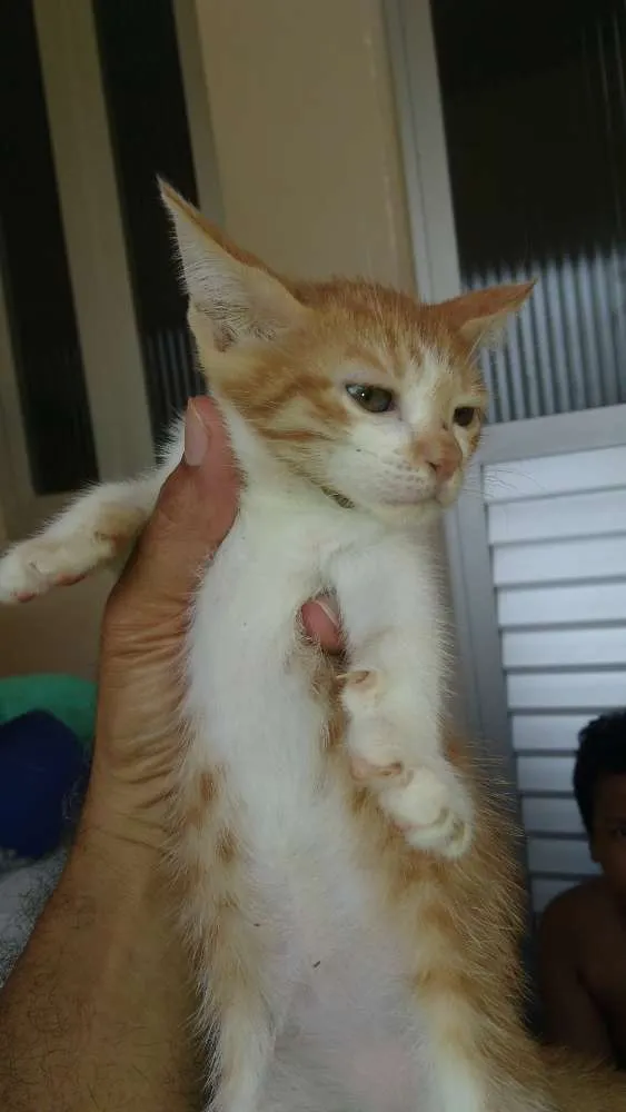 Gato raça Gato comum idade 2 a 6 meses nome Sem nome (Filhotes)