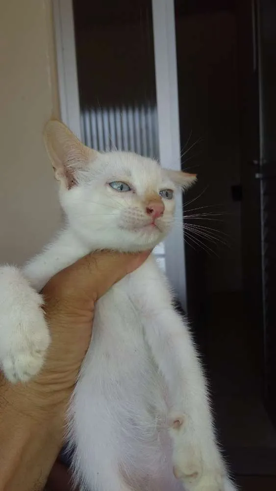 Gato raça Gato comum idade 2 a 6 meses nome Sem nome (Filhotes)