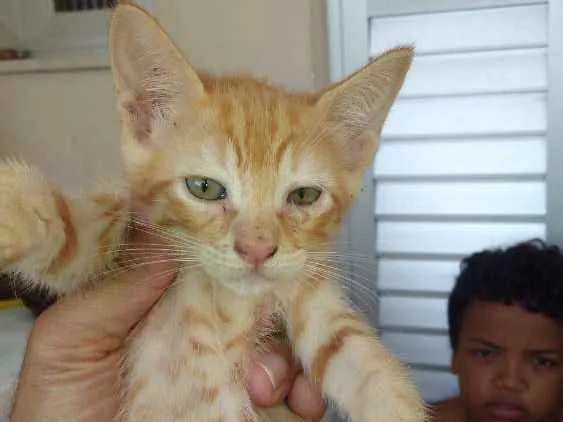 Gato raça Gato comum idade 2 a 6 meses nome Sem nome (Filhotes)