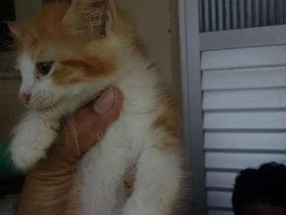Gato raça Gato comum idade 2 a 6 meses nome Sem nome (Filhotes)