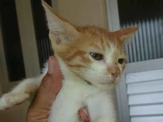 Gato raça Gato comum idade 2 a 6 meses nome Sem nome (Filhotes)