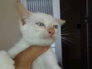 Gato raça Gato comum idade 2 a 6 meses nome Sem nome (Filhotes)