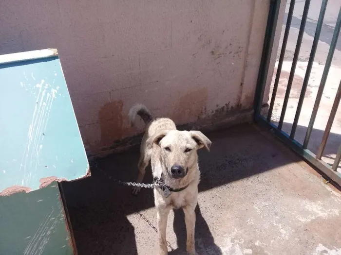 Cachorro ra a Vira-Lata idade 1 ano nome Fred