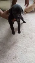 Pequenino
