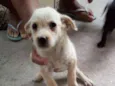 Pequenino