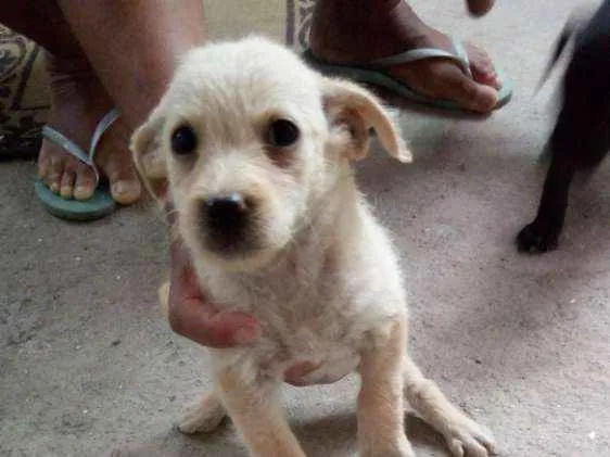 Cachorro ra a Srd idade 2 a 6 meses nome Pequenino
