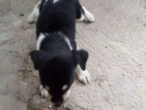 Cachorro raça Srd idade 2 a 6 meses nome Pequenino