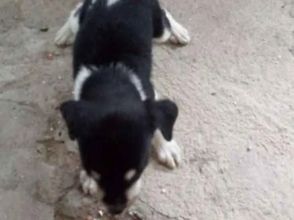 Cachorro ra a Srd idade 2 a 6 meses nome Pequenino