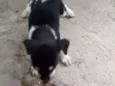 Pequenino