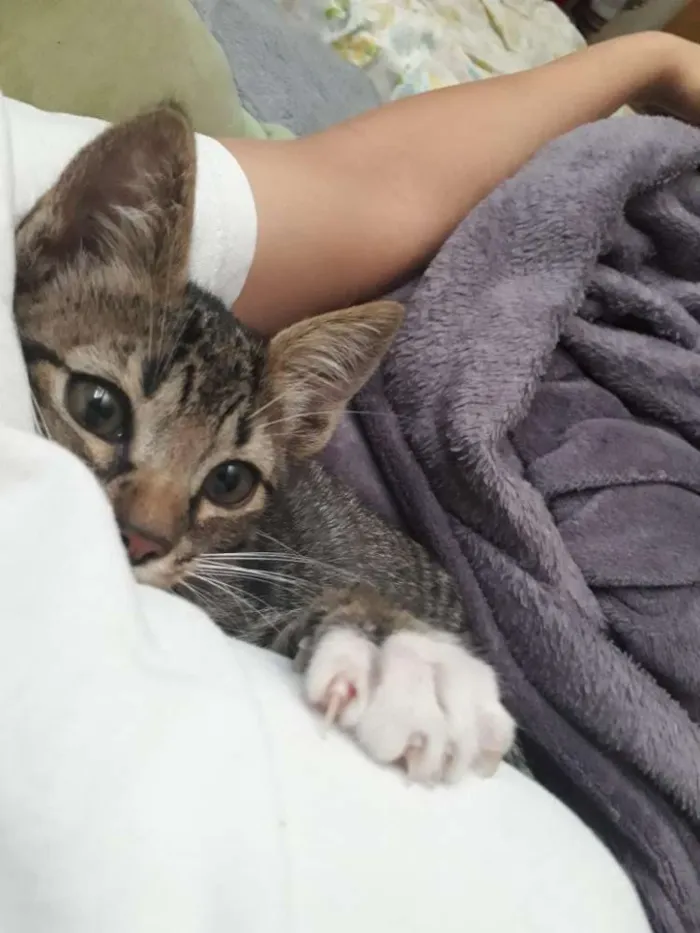 Gato ra a Indefinida idade 2 a 6 meses nome Josh