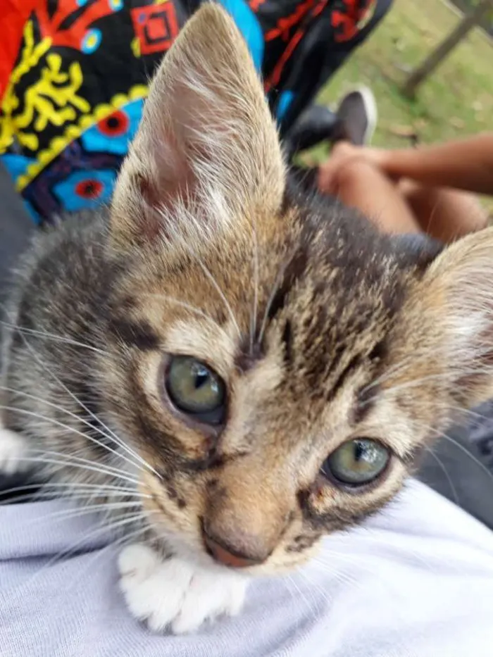Gato ra a Indefinida idade 2 a 6 meses nome Josh