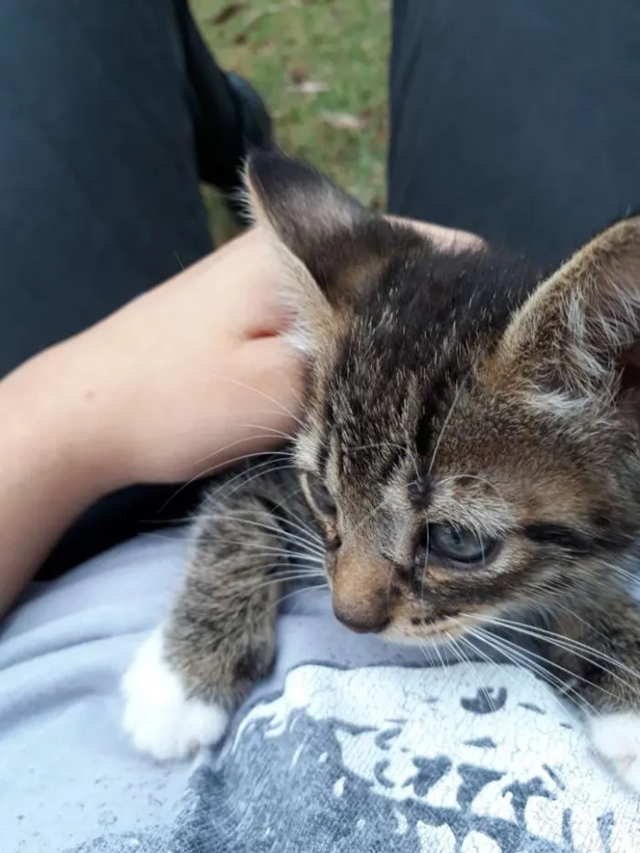 Gato ra a Indefinida idade 2 a 6 meses nome Josh