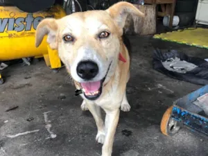 Cachorro raça Indefinido  idade 6 ou mais anos nome Scooby 