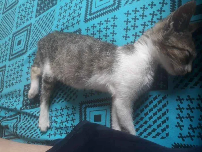 Gato ra a Não sei idade Abaixo de 2 meses nome Não tem