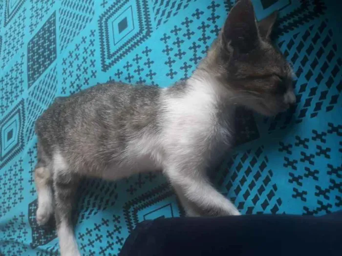 Gato ra a Não sei idade Abaixo de 2 meses nome Não tem