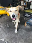 Scooby