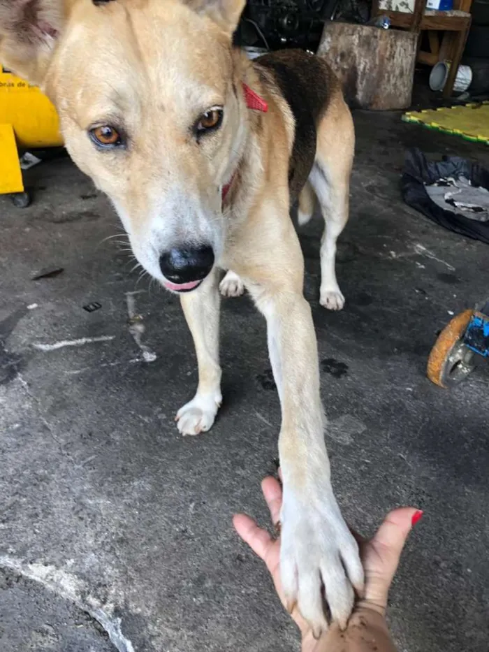 Cachorro ra a Indefinida idade 6 ou mais anos nome Scooby
