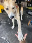 Scooby