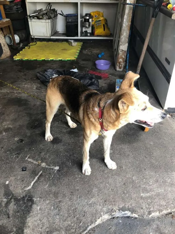 Cachorro ra a Indefinida idade 6 ou mais anos nome Scooby