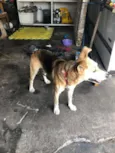 Scooby