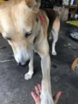 Scooby