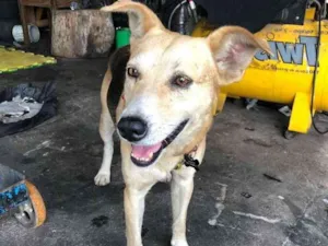 Cachorro raça Indefinida idade 6 ou mais anos nome Scooby