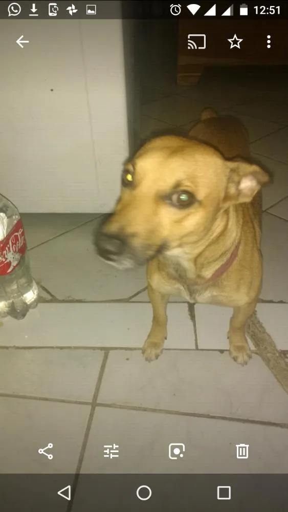 Cachorro ra a Vira-lata idade 1 ano nome Sorisso