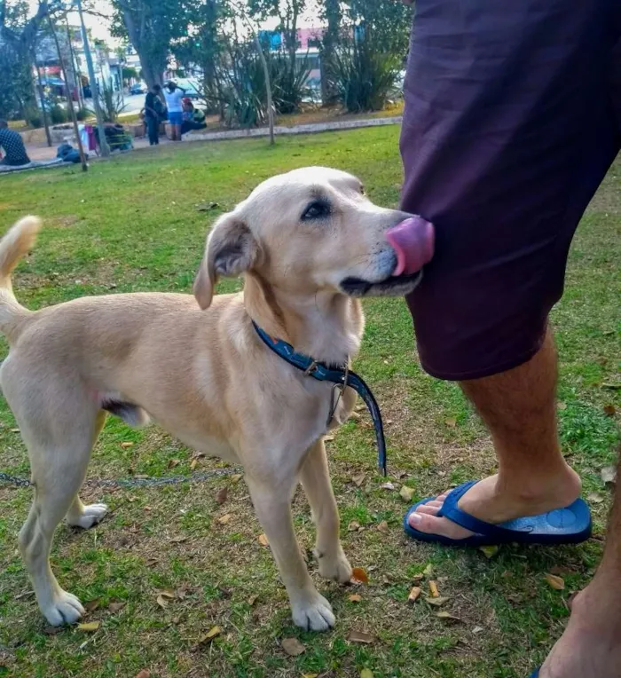 Cachorro ra a Viralata  idade 2 anos nome Bilu