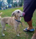 Bilu
