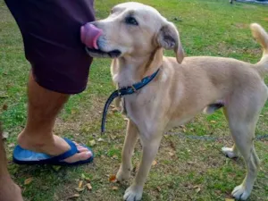 Cachorro raça Viralata  idade 2 anos nome Bilu