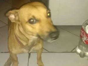 Cachorro raça Vira-lata idade 1 ano nome Sorisso
